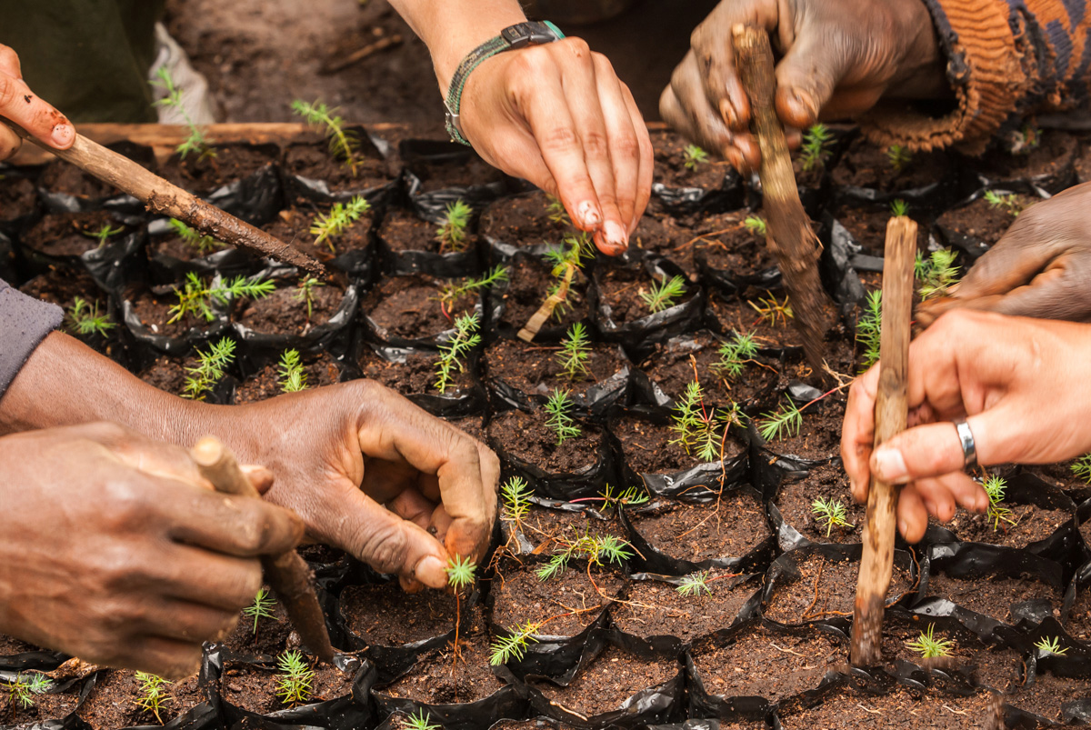 i to i, reforestation, Lake Nakuru, Kenya