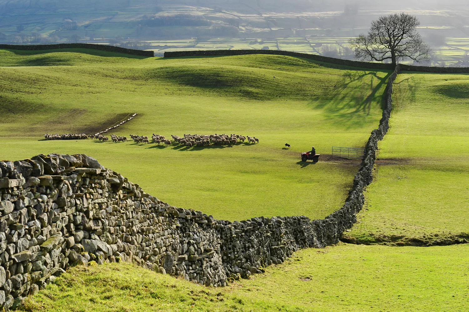 Gathering sheep, Hawes, Wensleydale