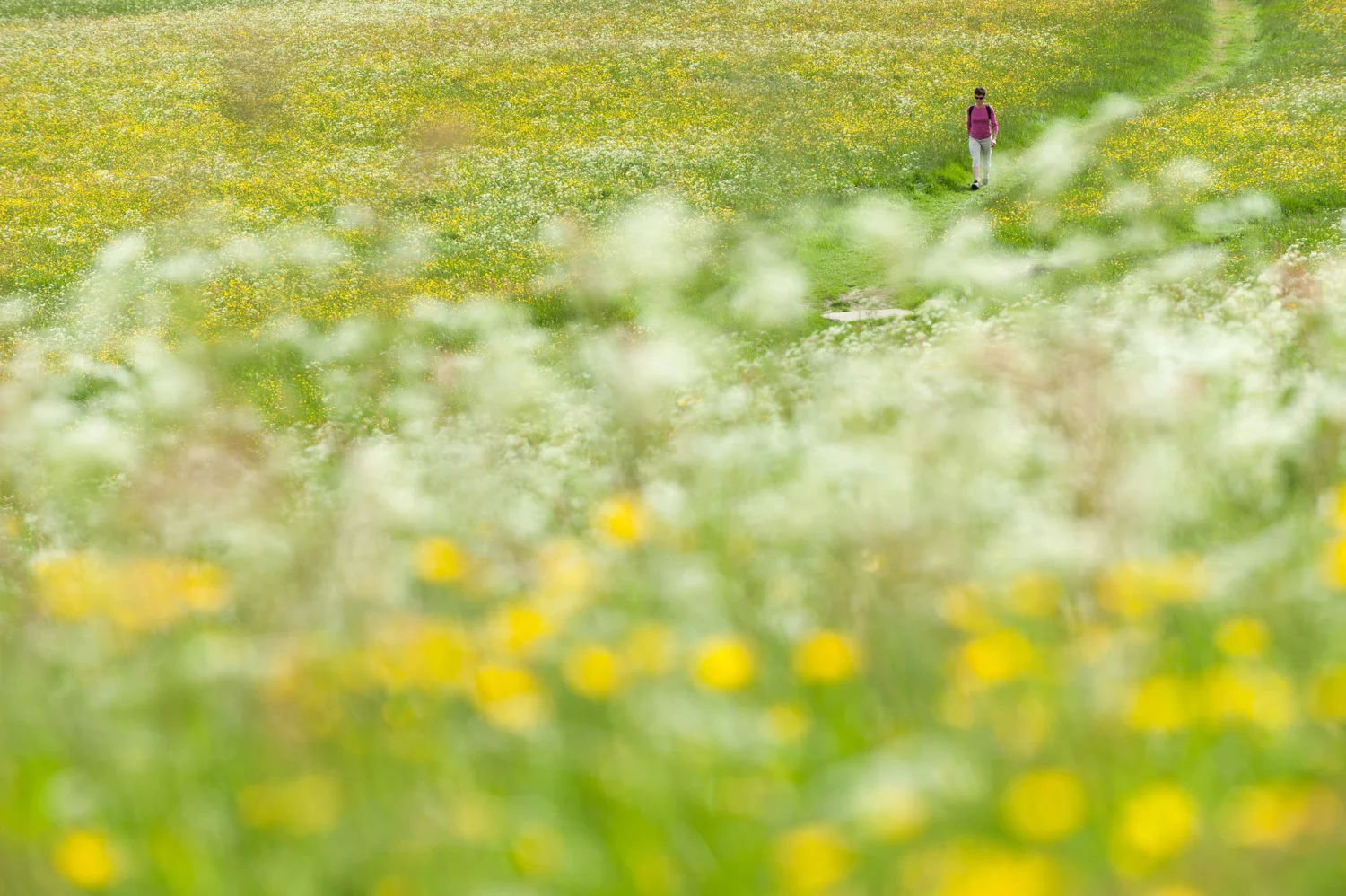 Hay meadow, Wensleydale