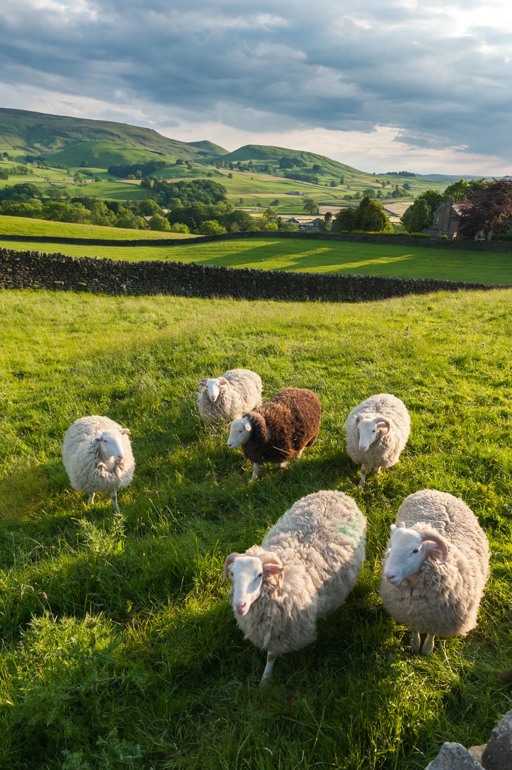 Sheep in spring meadow, Hebden
