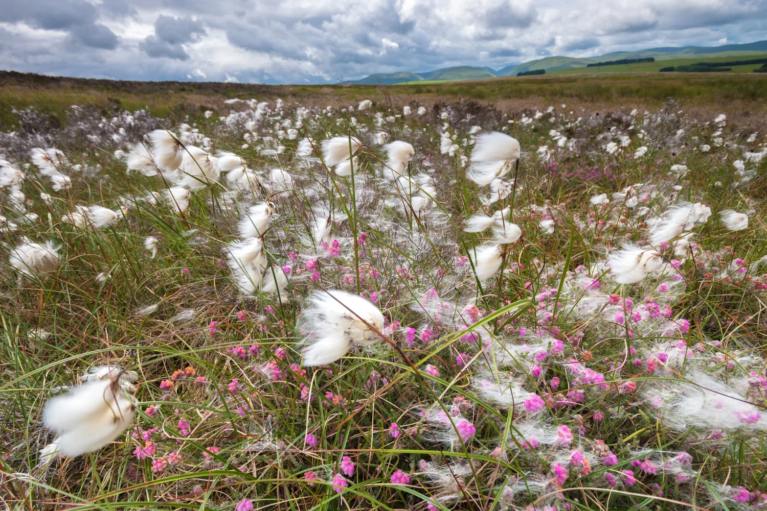 Cottongrass, Little Ashby Scar