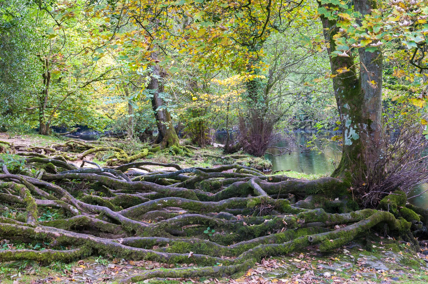 River Wharfe, Wensleydale