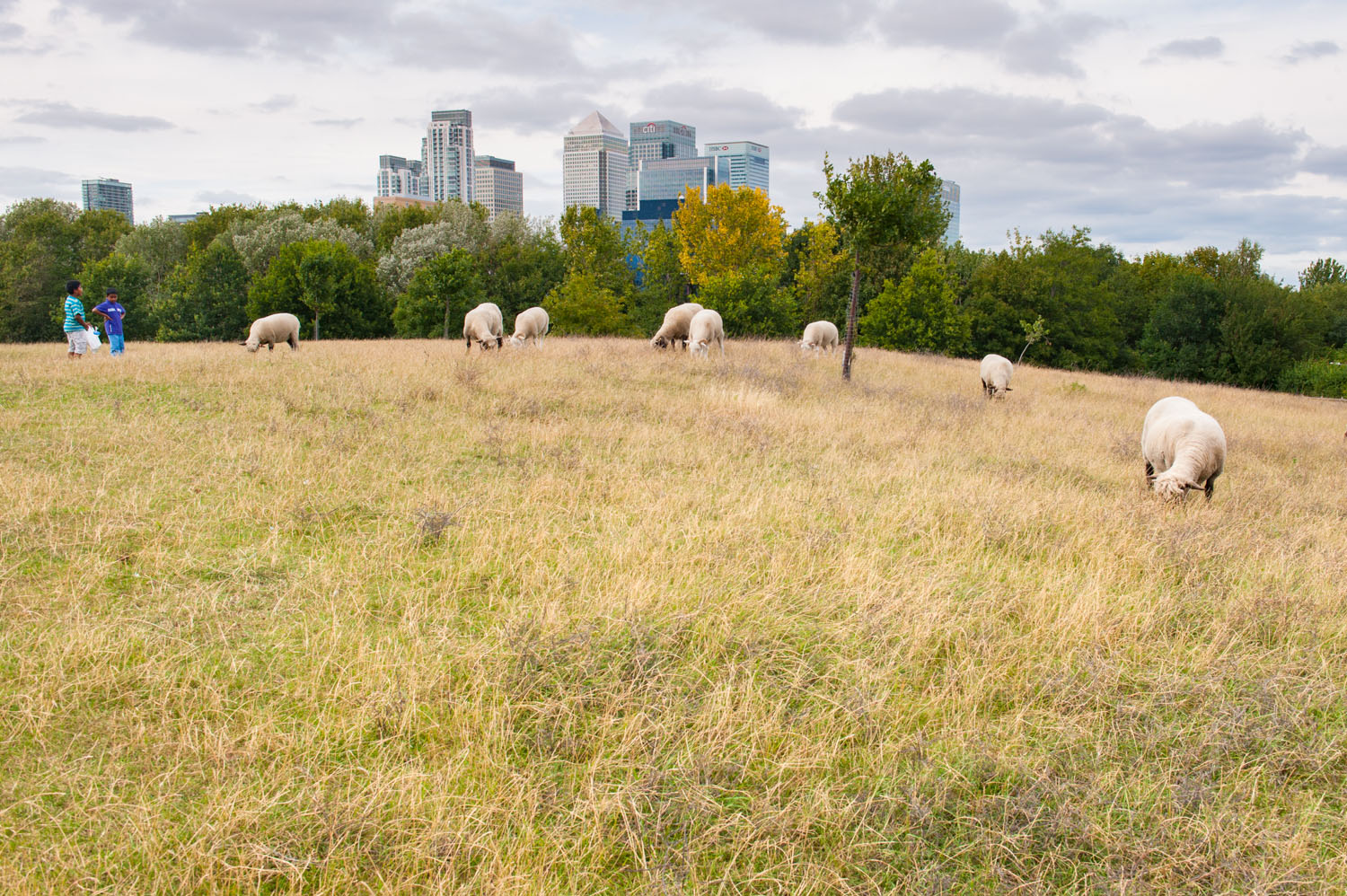 Mud Chute farm, Isle of Dogs, London England