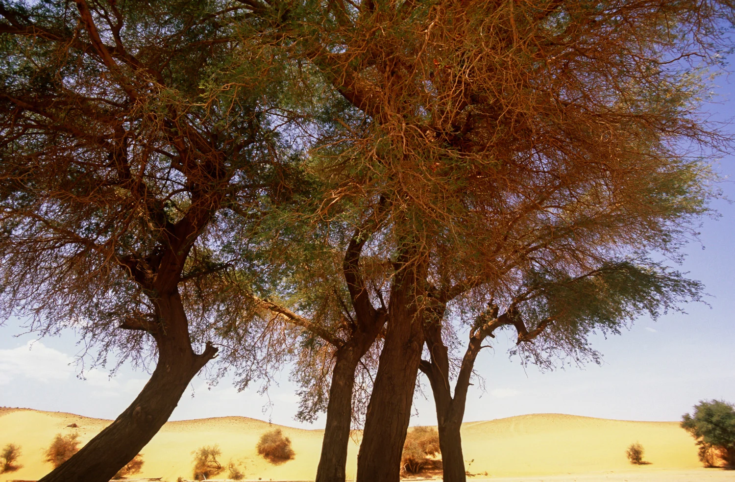 sqsp-Niger-2.jpg