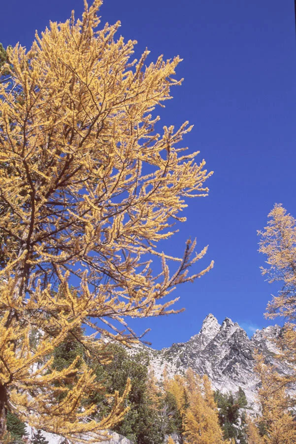   Autumn Larch, Washington State, U.S.A  
