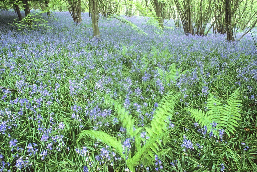   Angrove Wood, Wiltshire, England  