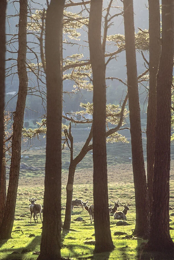   Glen Muick, Grampian, Scotland  