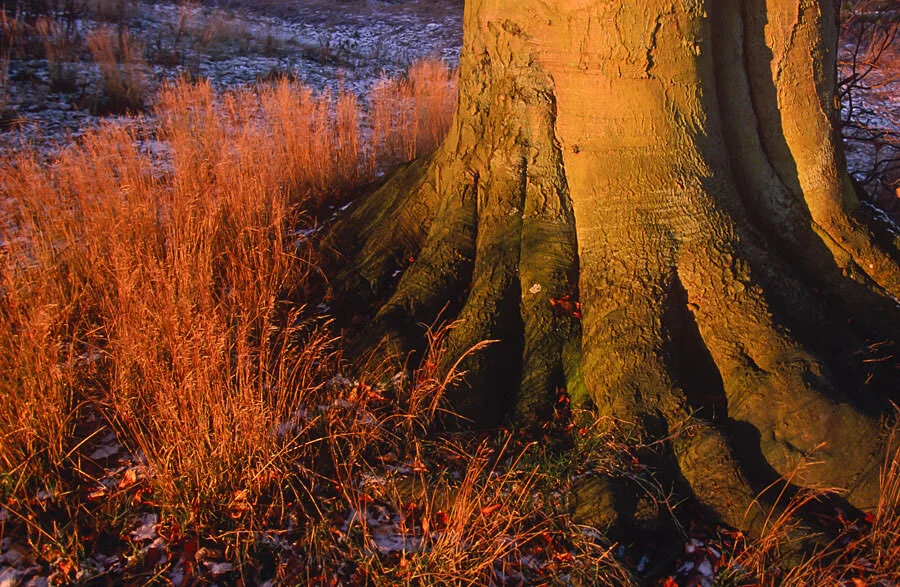   Plane Tree (platanus acerifolia), Funen, Denmark  