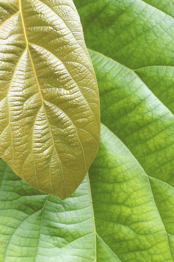   Batu Apoi Rainforest Reserve, Brunei Darussalam, Borneo  