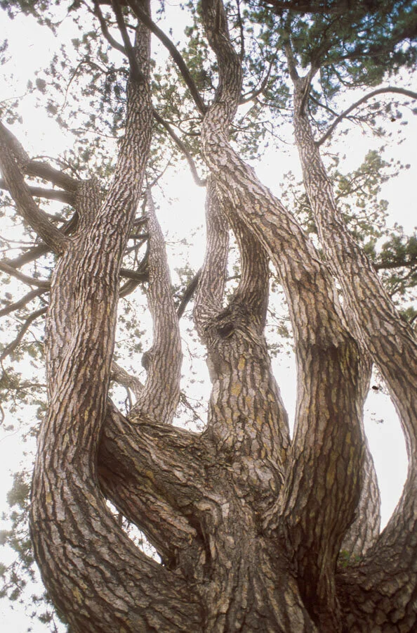   Monterey Pine (minus mediata), Fountains Abbey, Yorkshire, England  