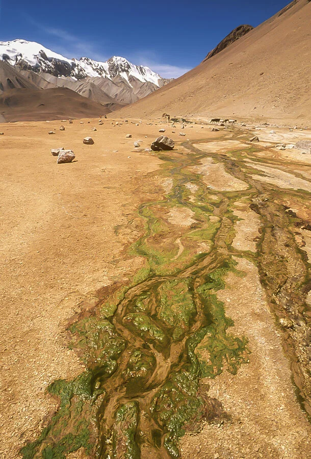   Kalon Chumik, East Karakoram Mountains, Ladakh, India  