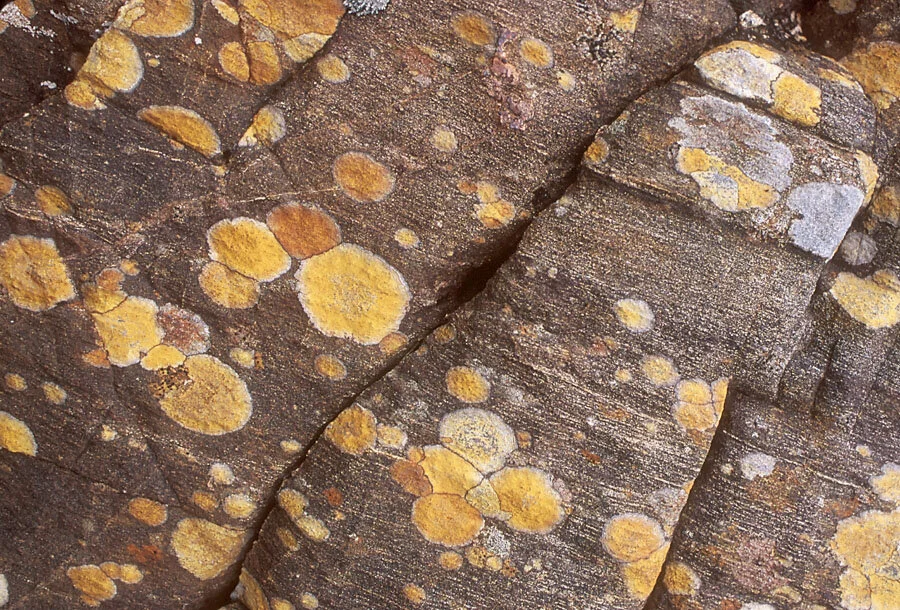   Torridonian sandstone, Wester Ross, Scotland  