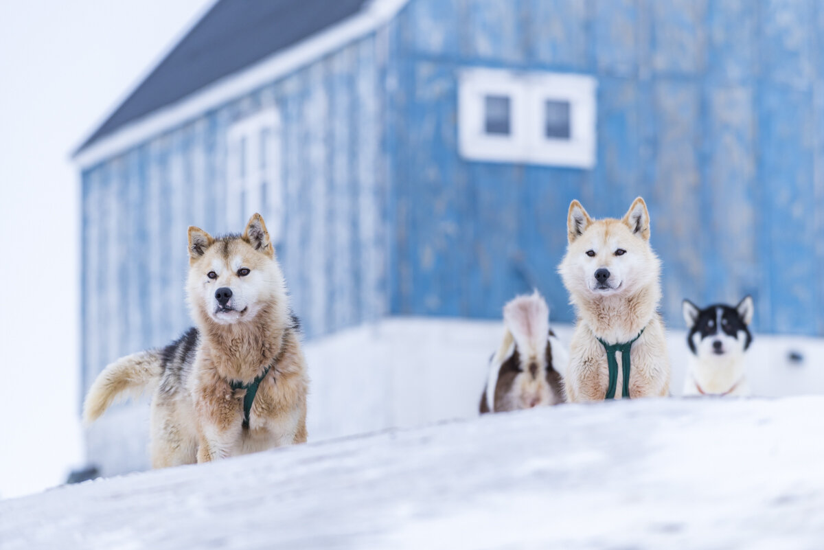  Sled Dogs, Oqaatsut, West Greenland 