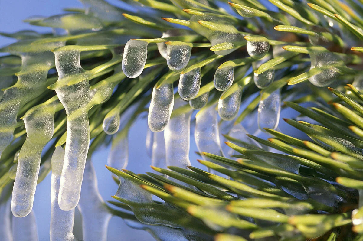  Icicles, Yellowstone, Wyoming, USA 