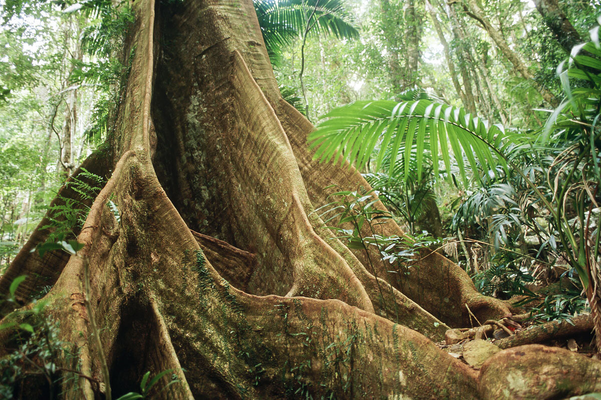  Buttress Roots, Lamington, Australia 