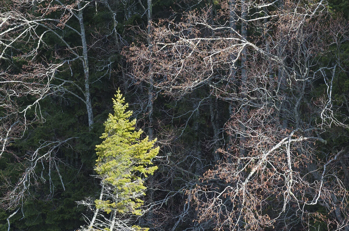  Elwha Valley, Washington State, USA 