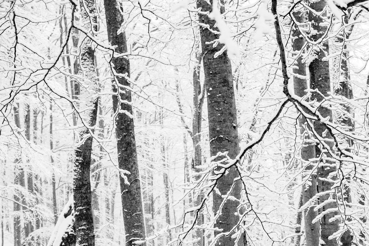  Winter, Central Balkan Range, Bulgaria 