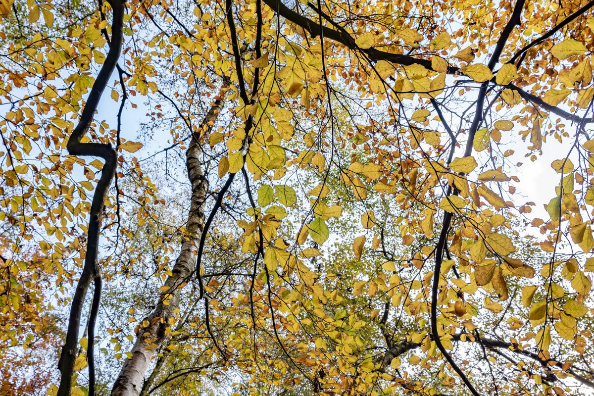  Fishpond Wood, Nidderdale, North Yorkshire 