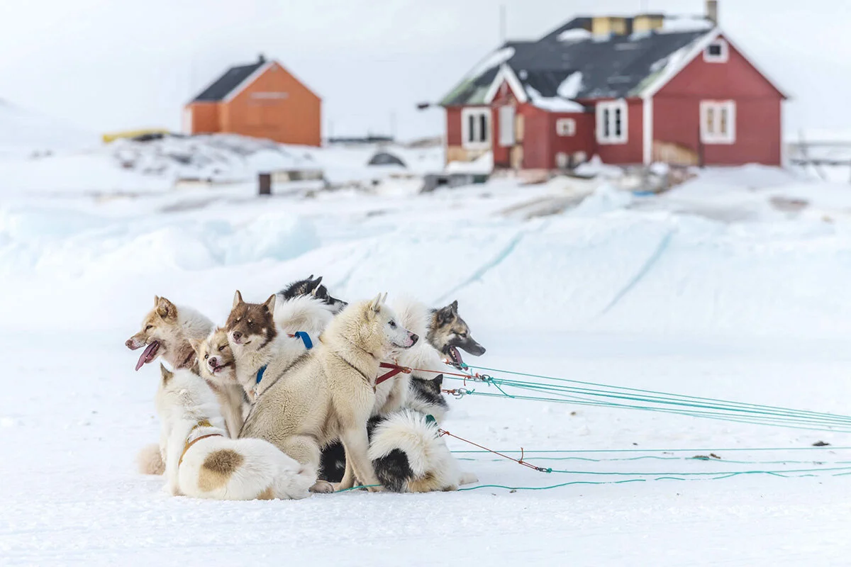  Sled dogs, Oqaatsut, West Greenland 