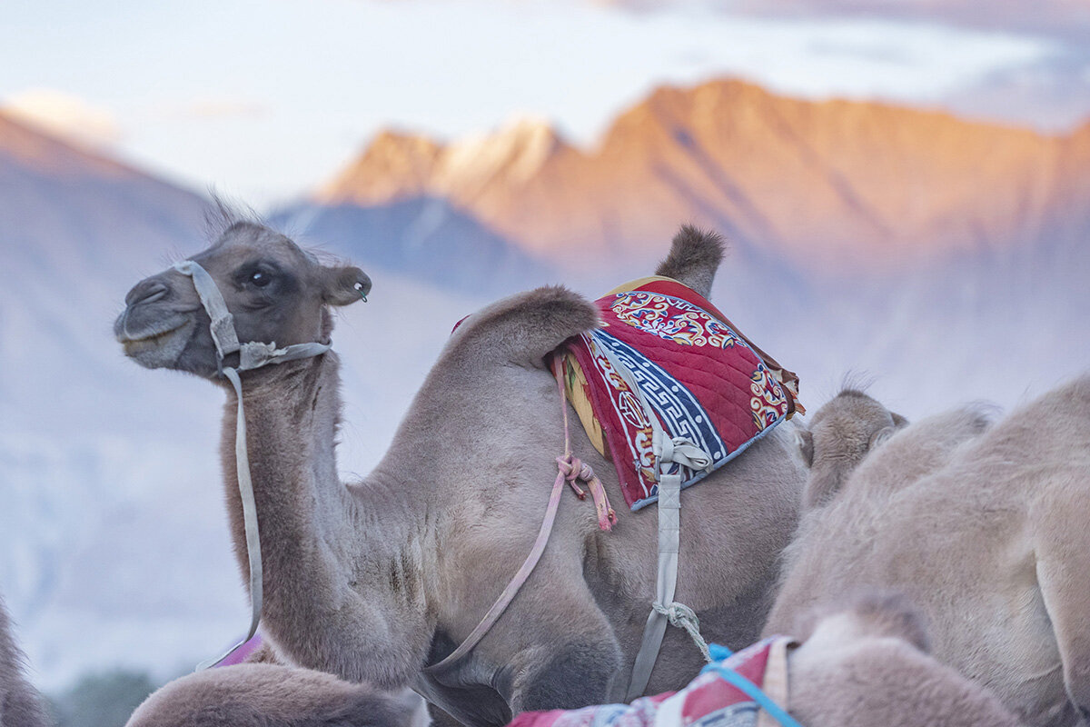  Camel Caravan, Nubra valley, Ladakh, India 