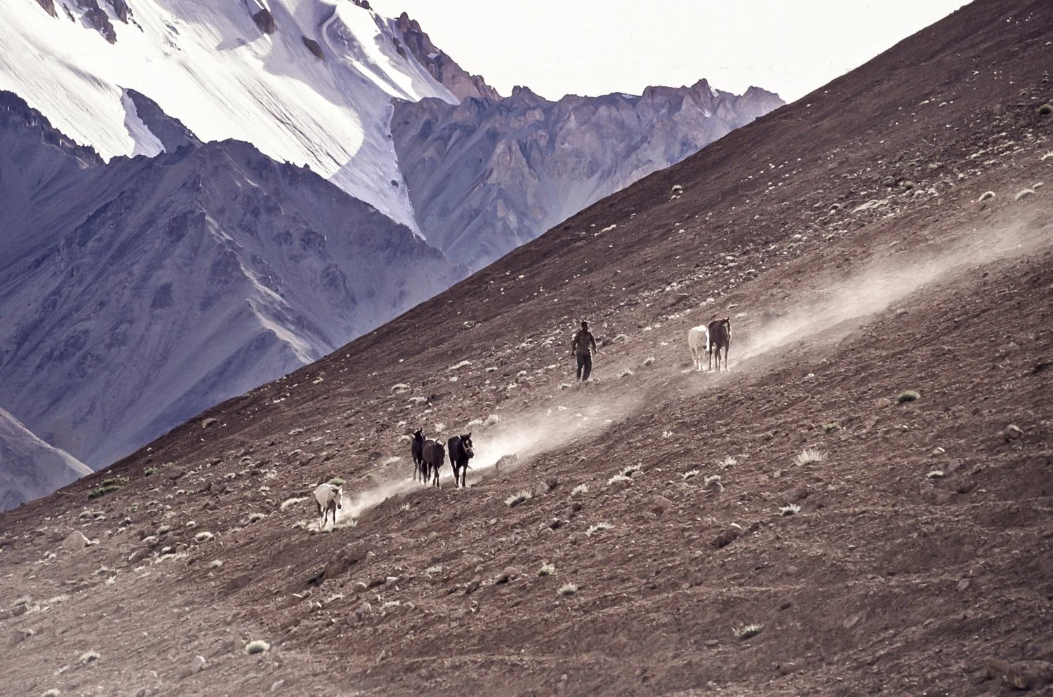 Collecting horses from a high pass, Karakorum