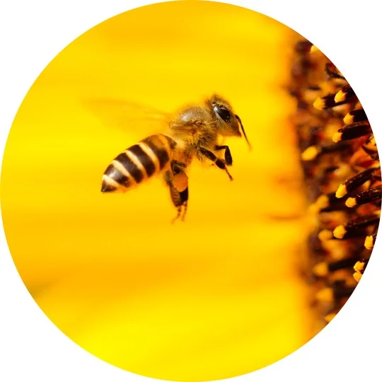 Les insectes