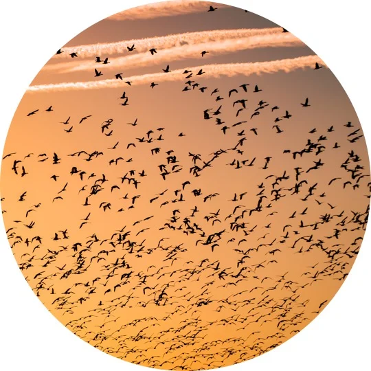 Les oiseaux