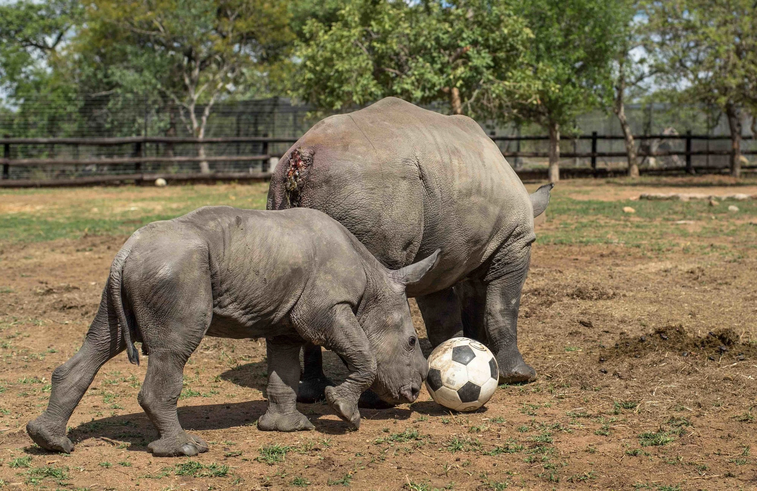 HESC_Rhino_Orphans_Stompie&Balu_Nov15_6 copy.jpg