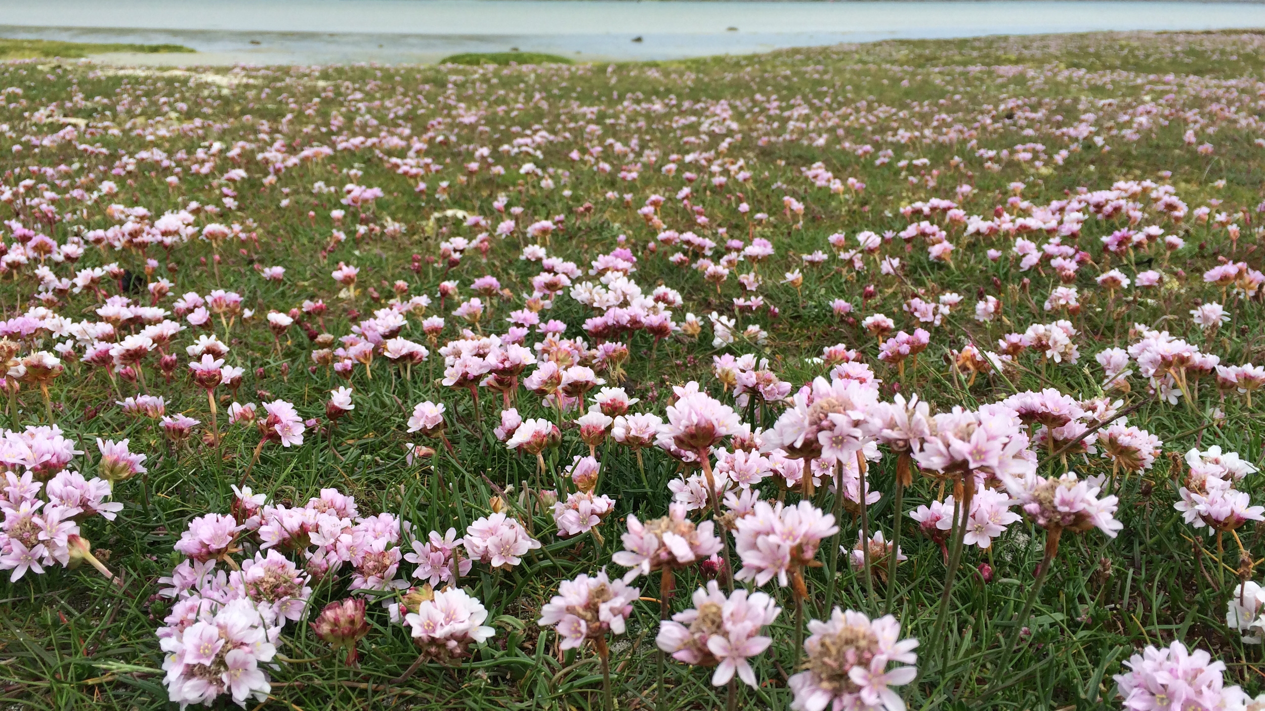 Sea Pinks.JPG