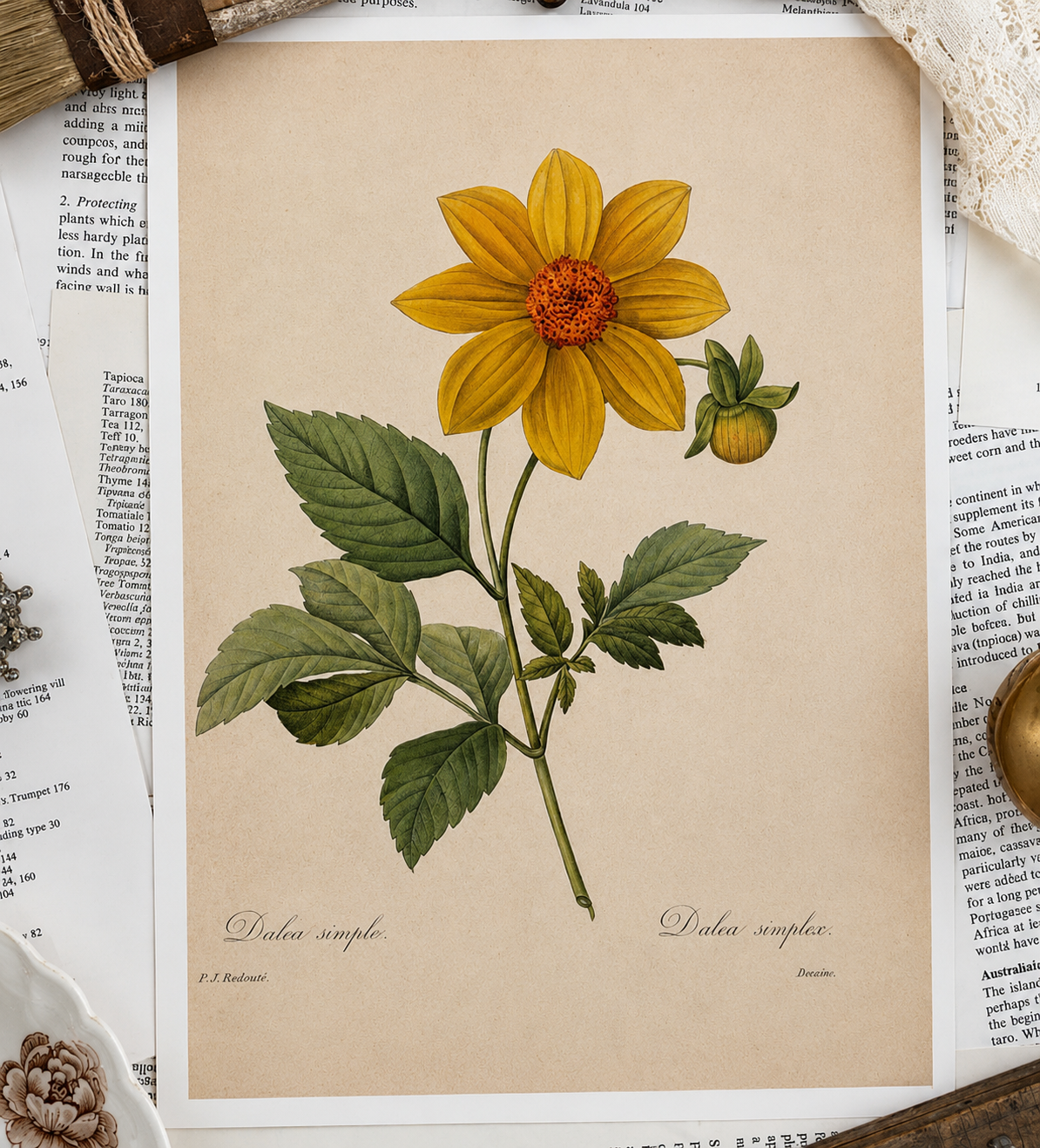 Vintage Botanical Book Page