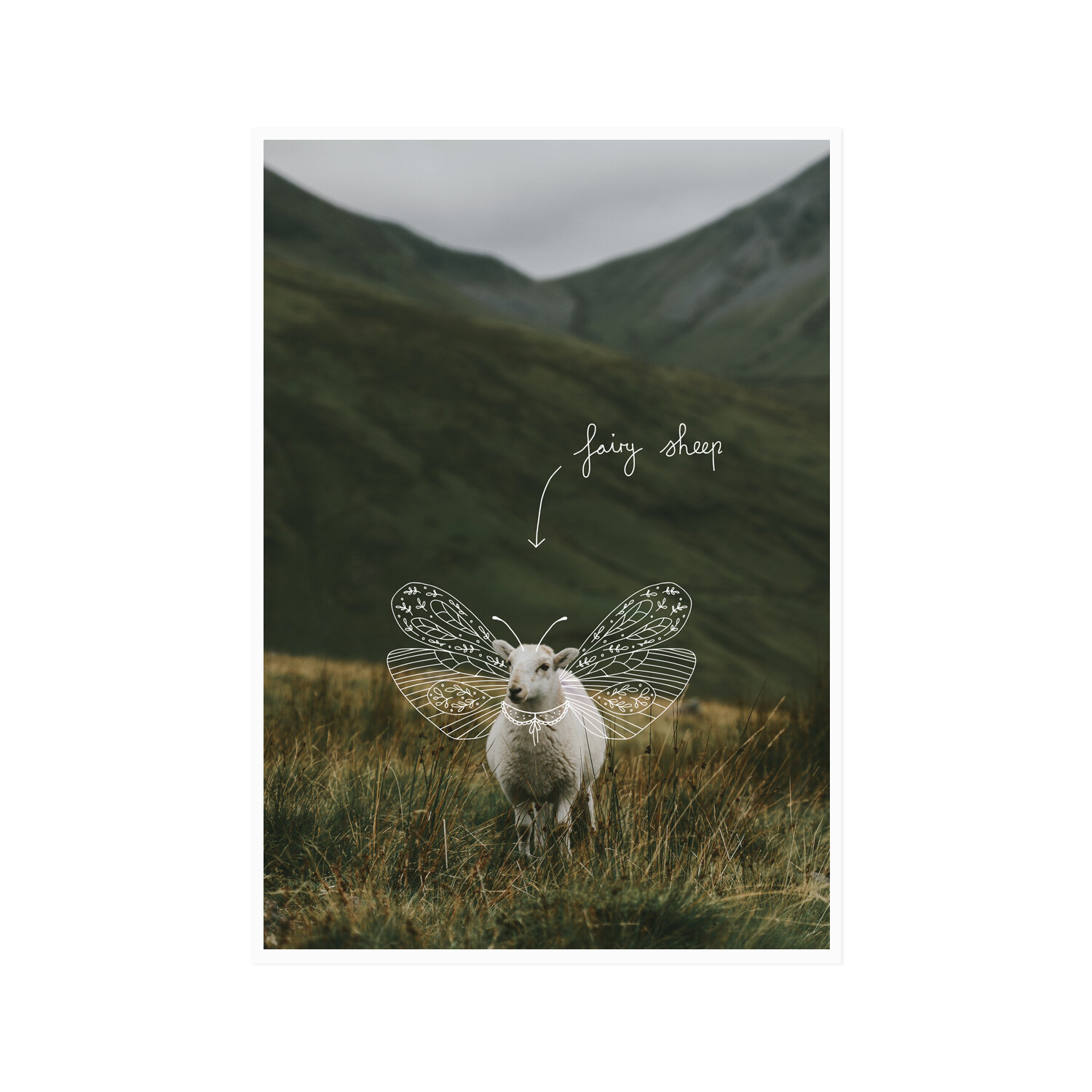 Fairy Sheep