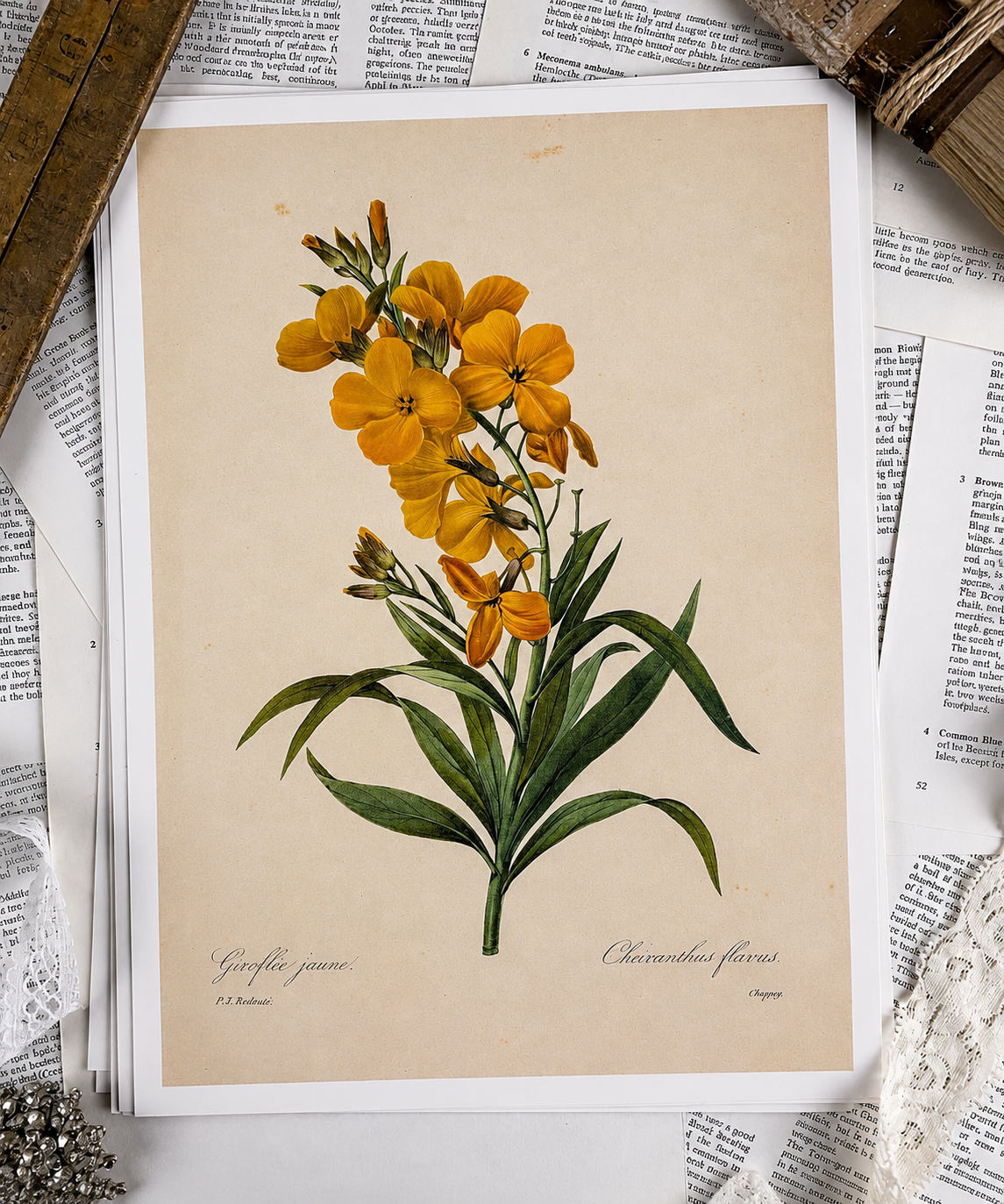 Vintage Botanical Book Page