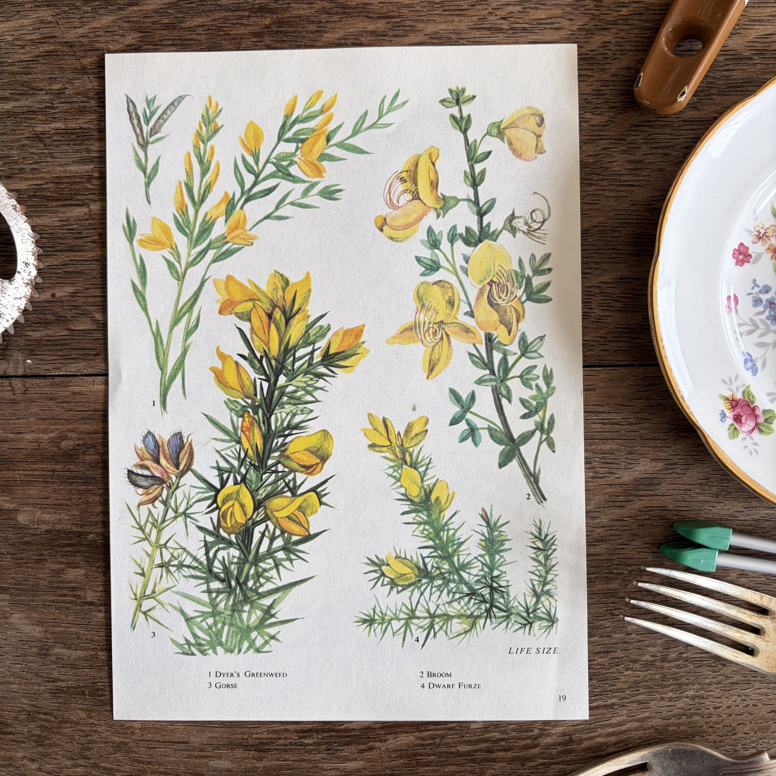 Vintage Botanical Book Page