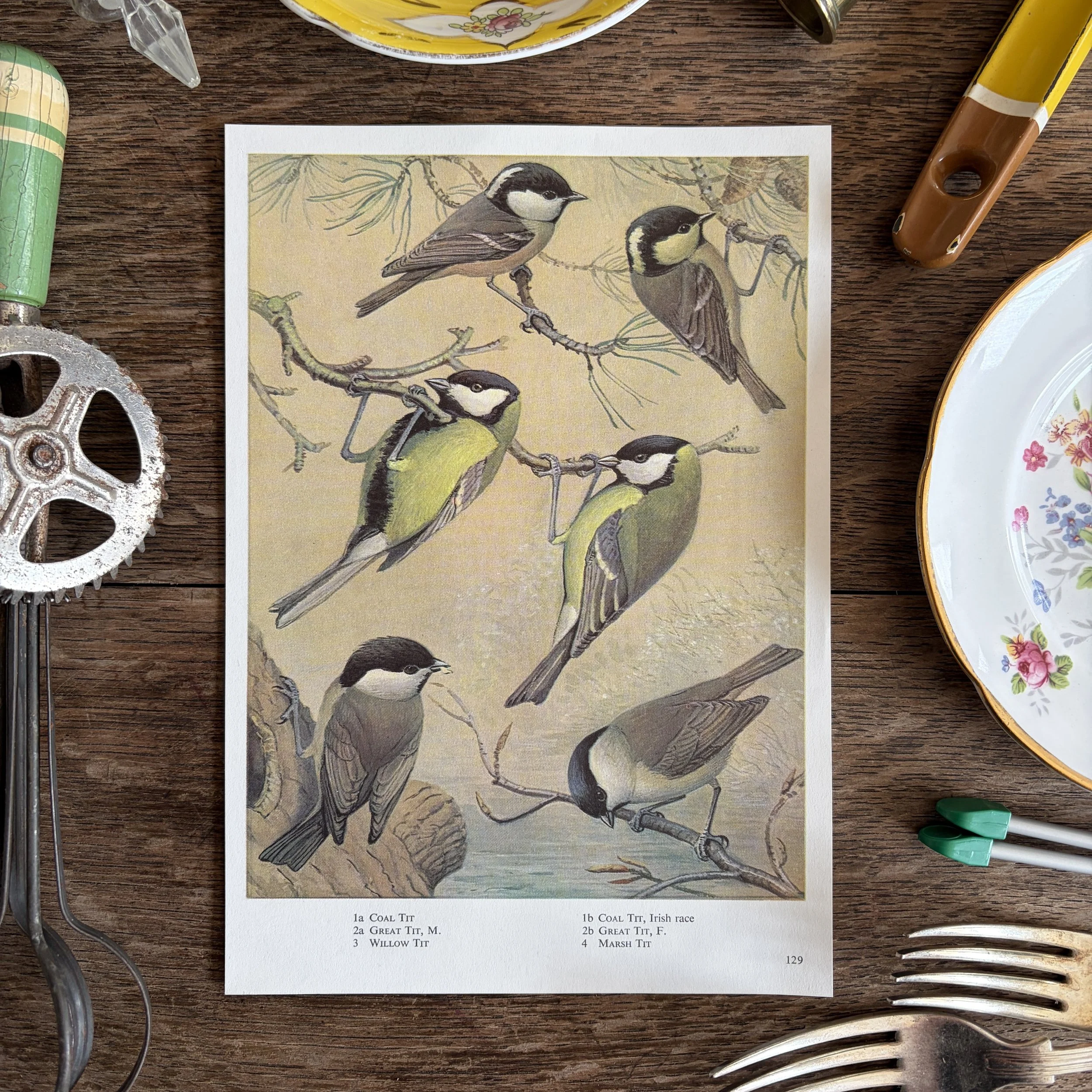Vintage Bird Book Page