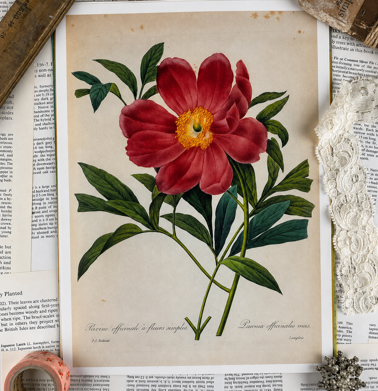 Vintage Botanical Book Page