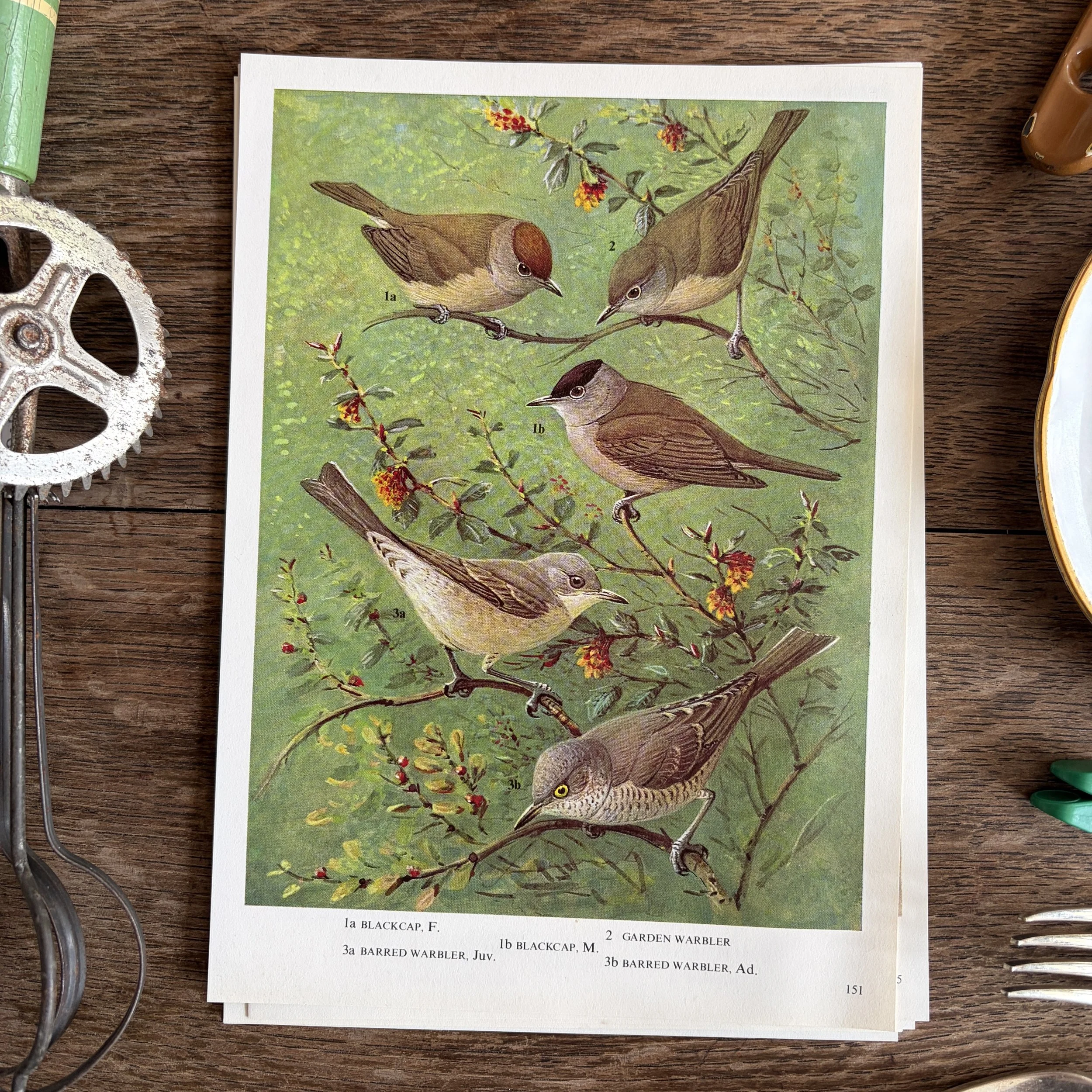 Vintage Bird Book Page