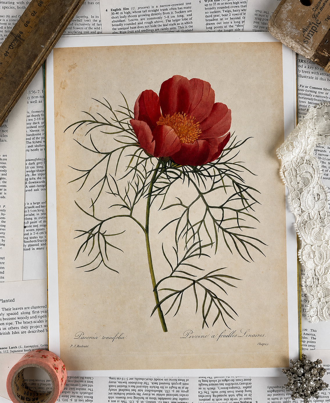 Vintage Botanical Book Page