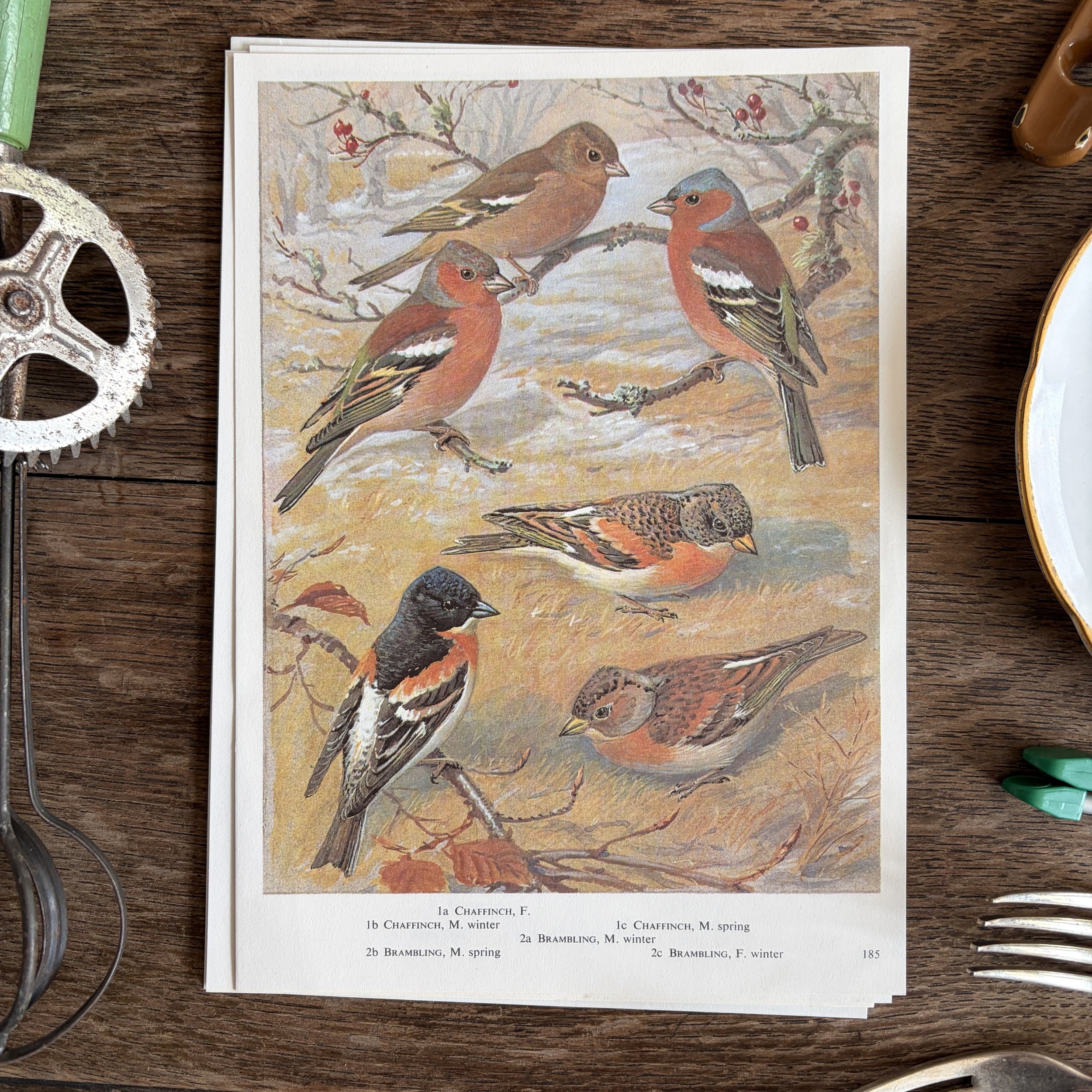 Vintage Bird Book Page
