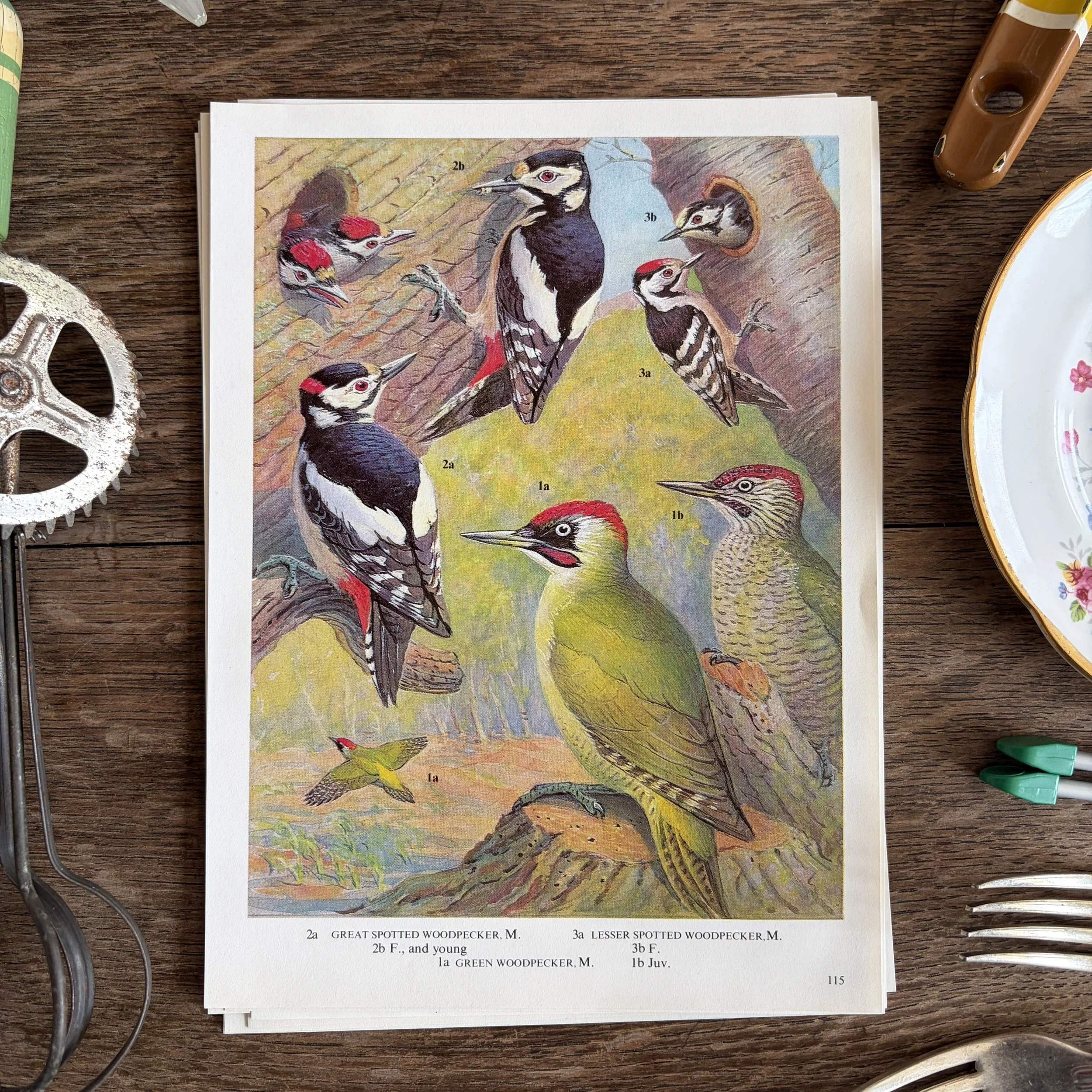 Vintage Bird Book Page