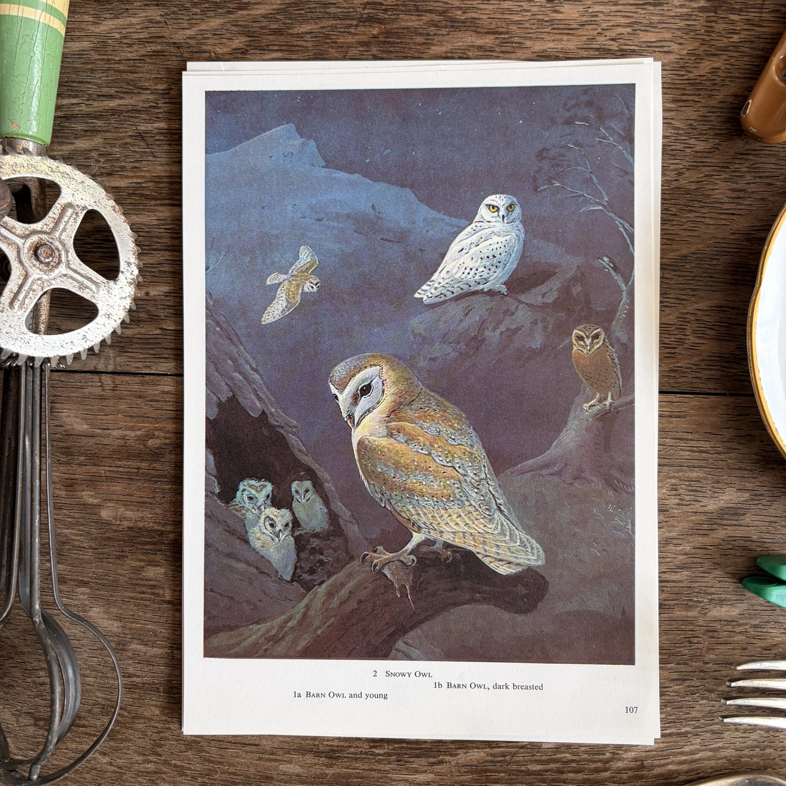 Vintage Bird Book Page