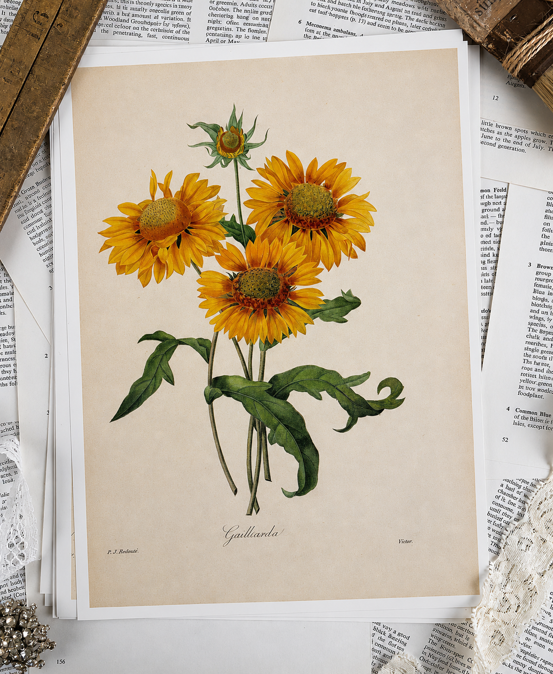 Vintage Botanical Book Page