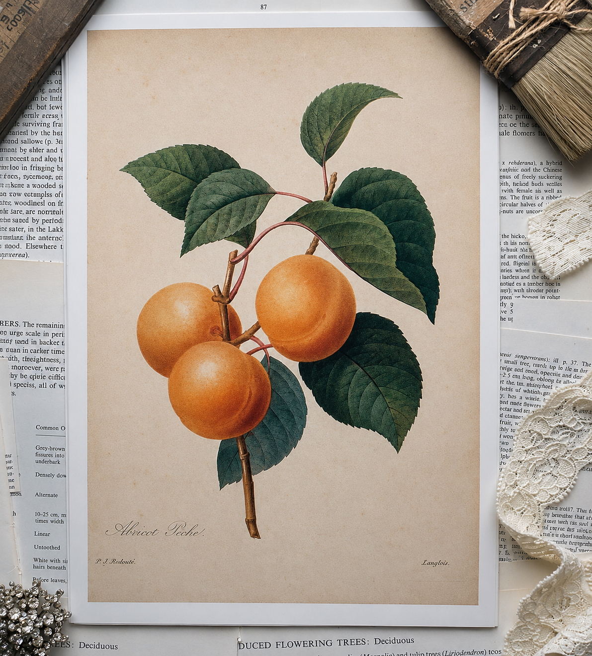 Vintage Fruit Book Page