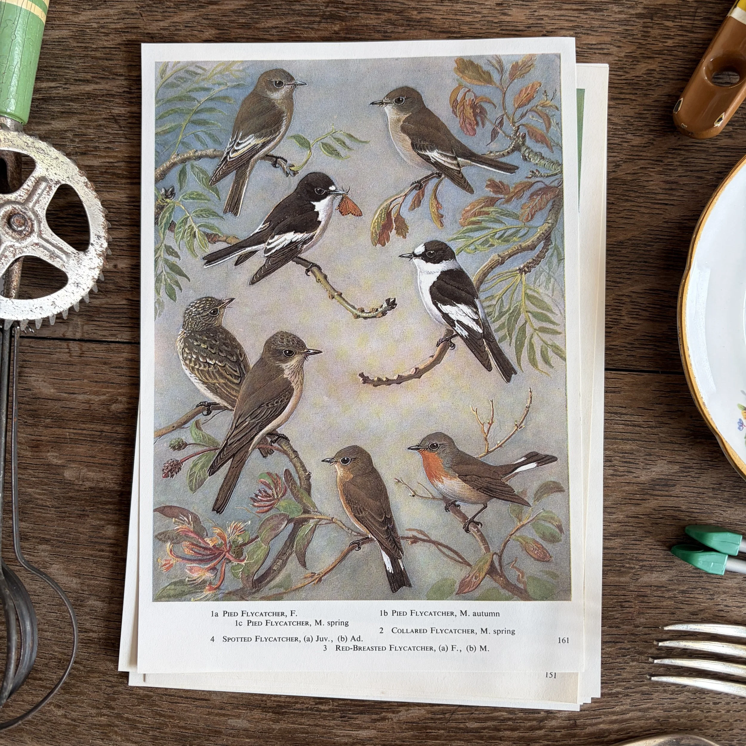 Vintage Bird Book Page