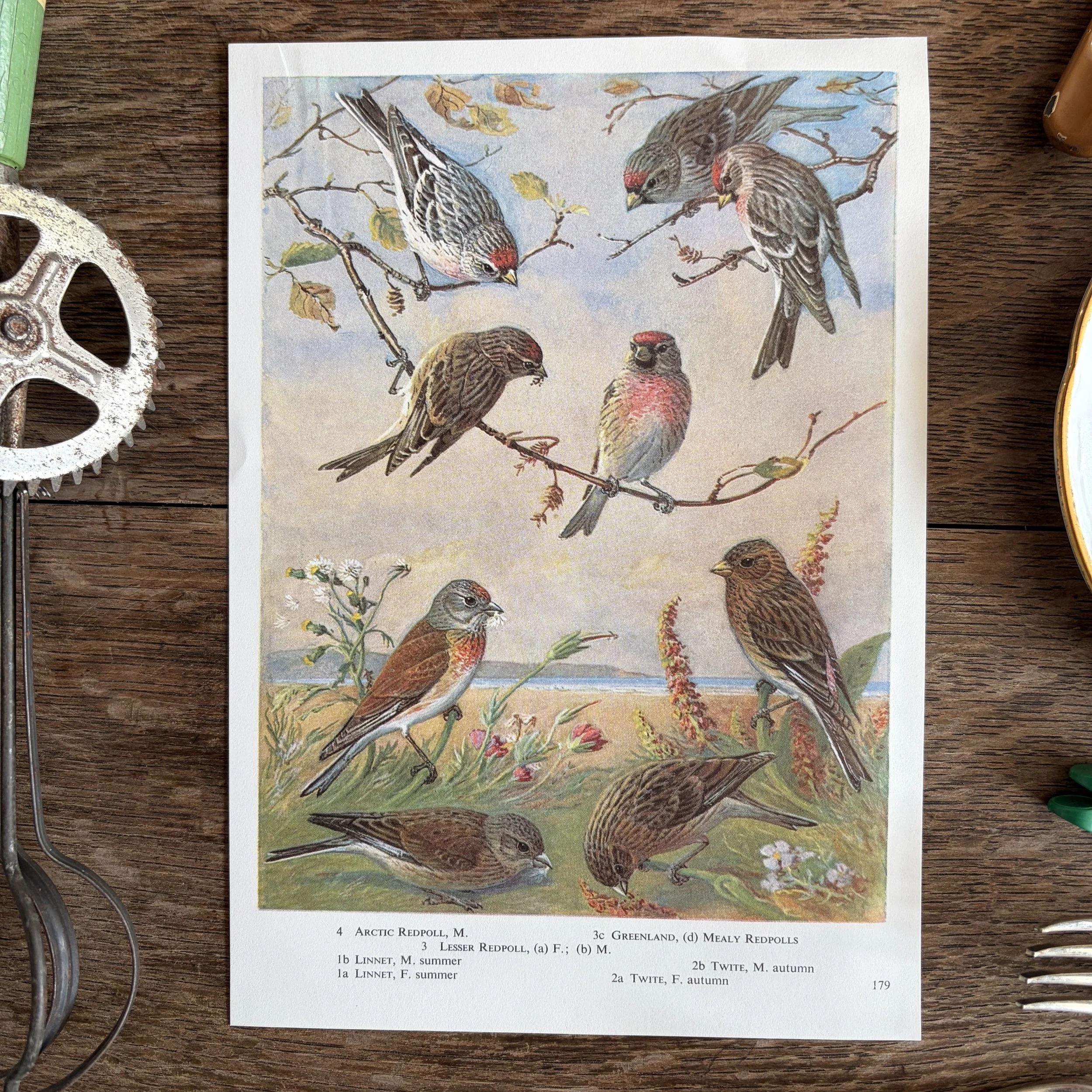 Vintage Bird Book Page