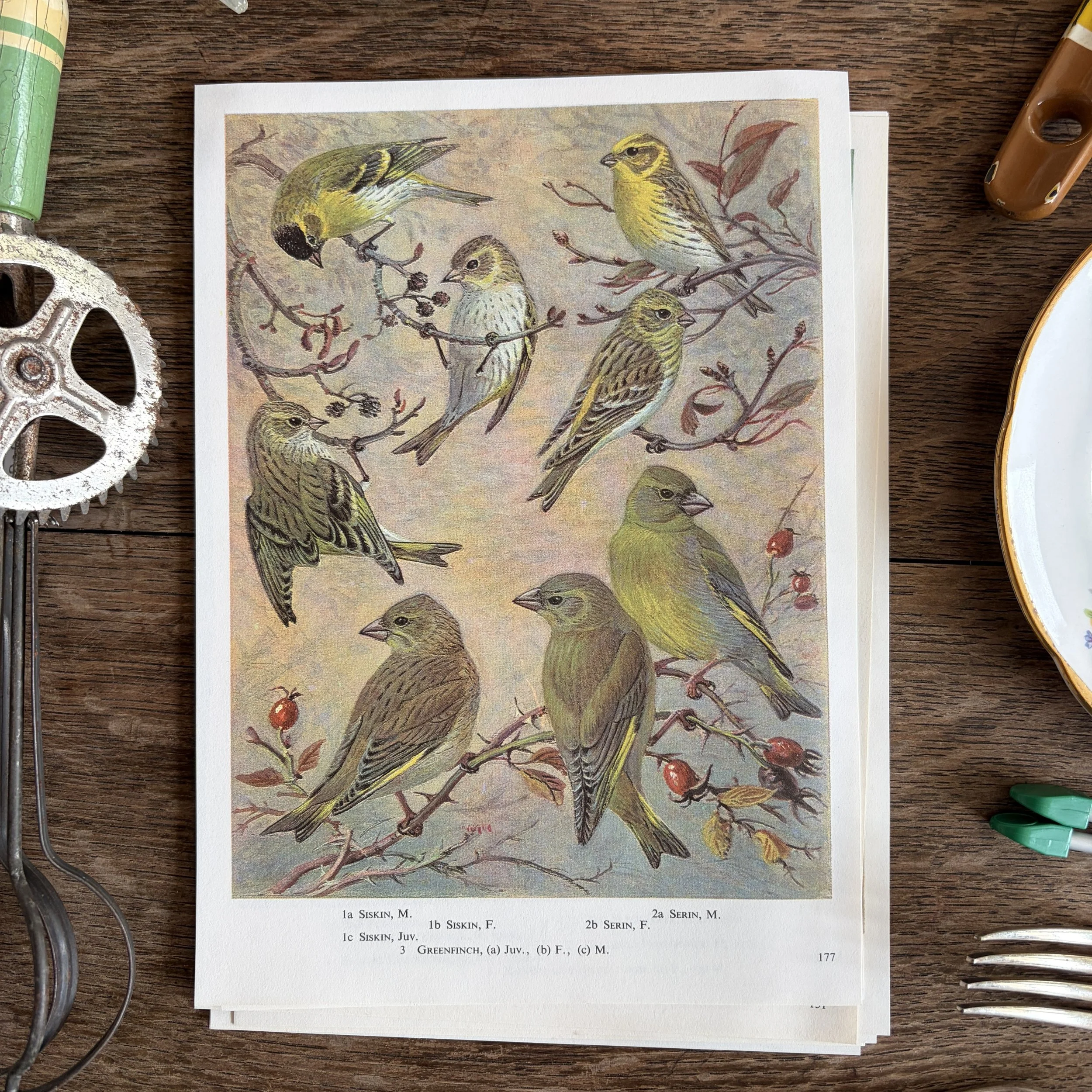 Vintage Bird Book Page