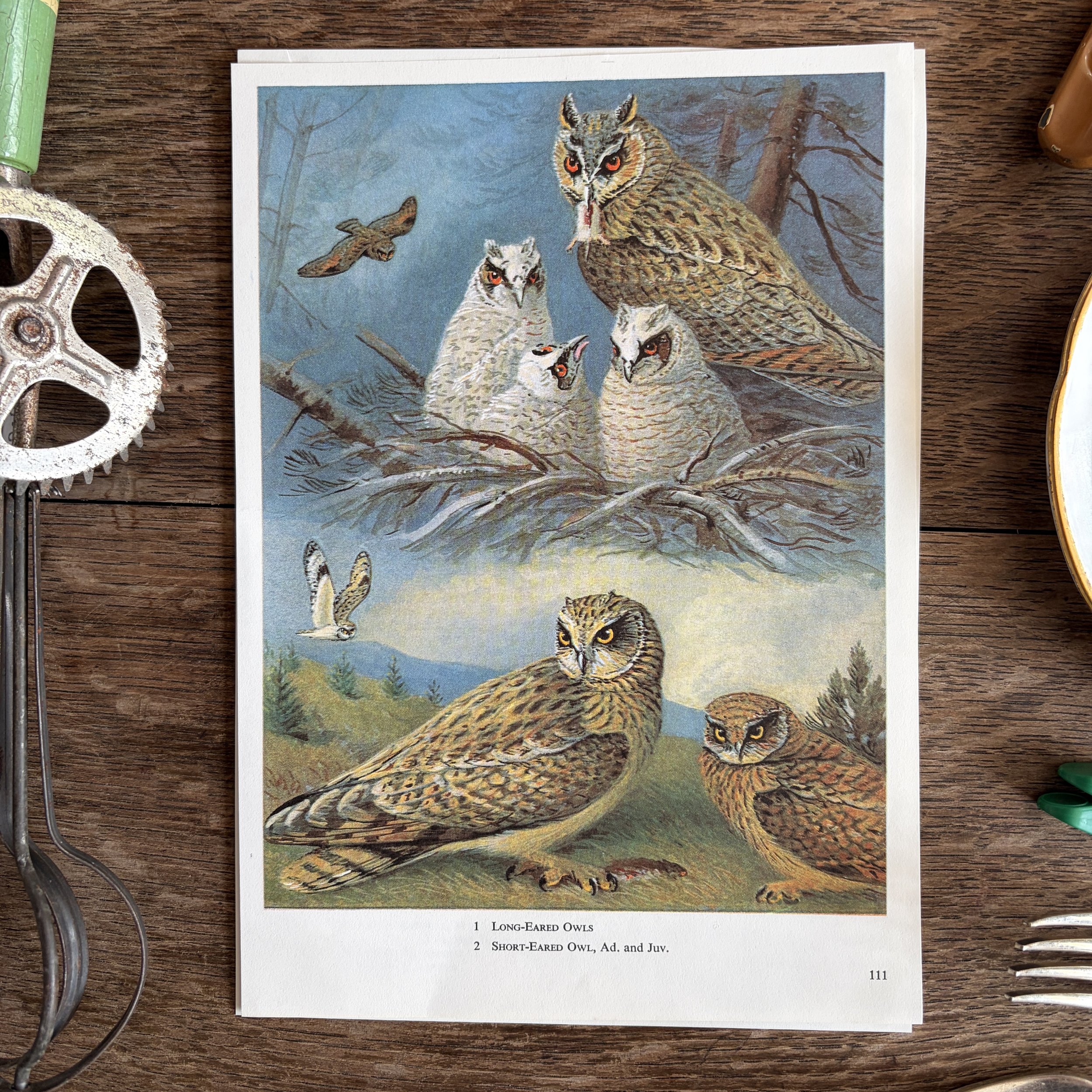 Vintage Bird Book Page