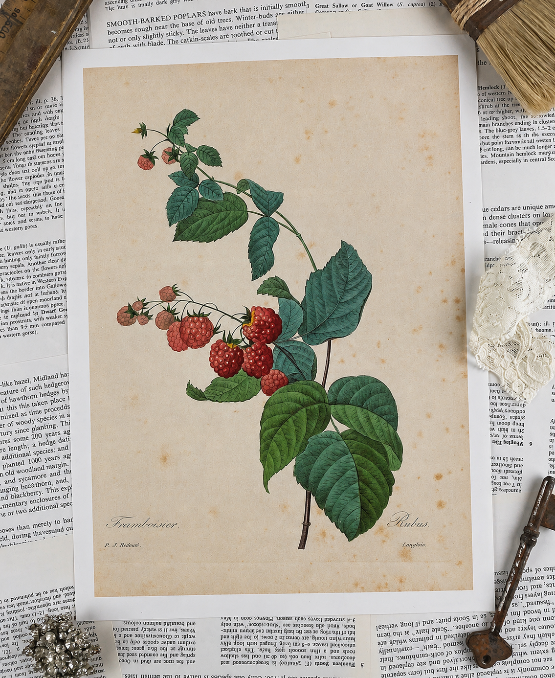 Vintage Raspberry Book Page