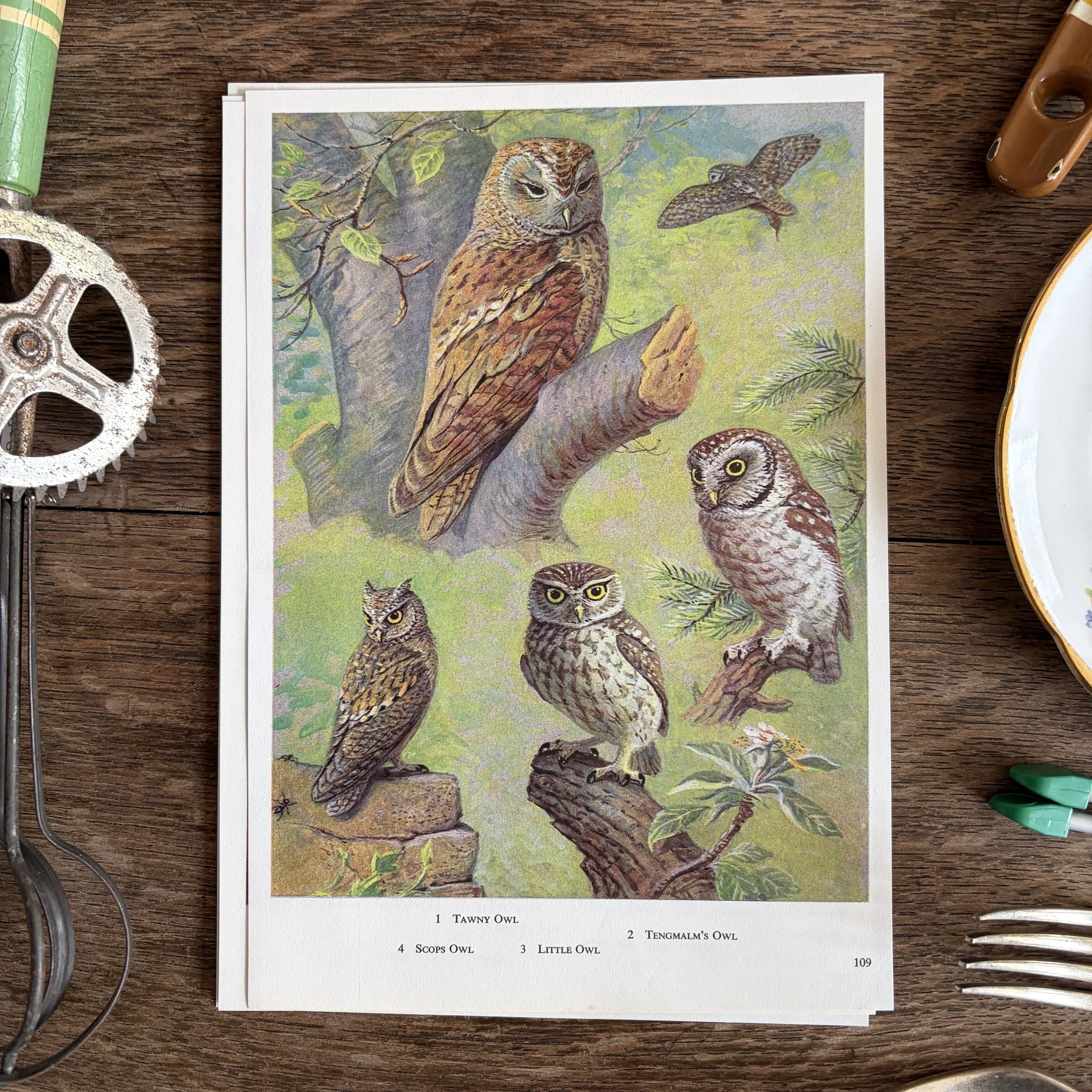 Vintage Bird Book Page