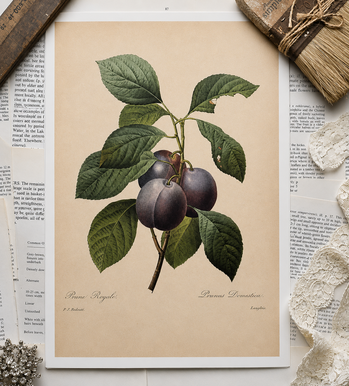 Vintage Fruit Book Page
