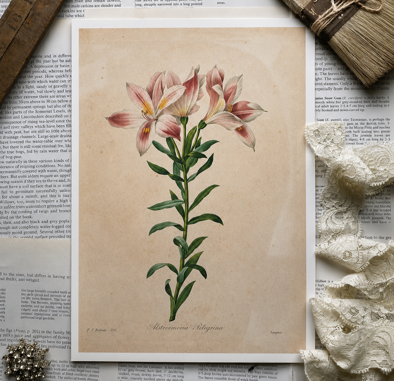 Vintage Botanical Book Page